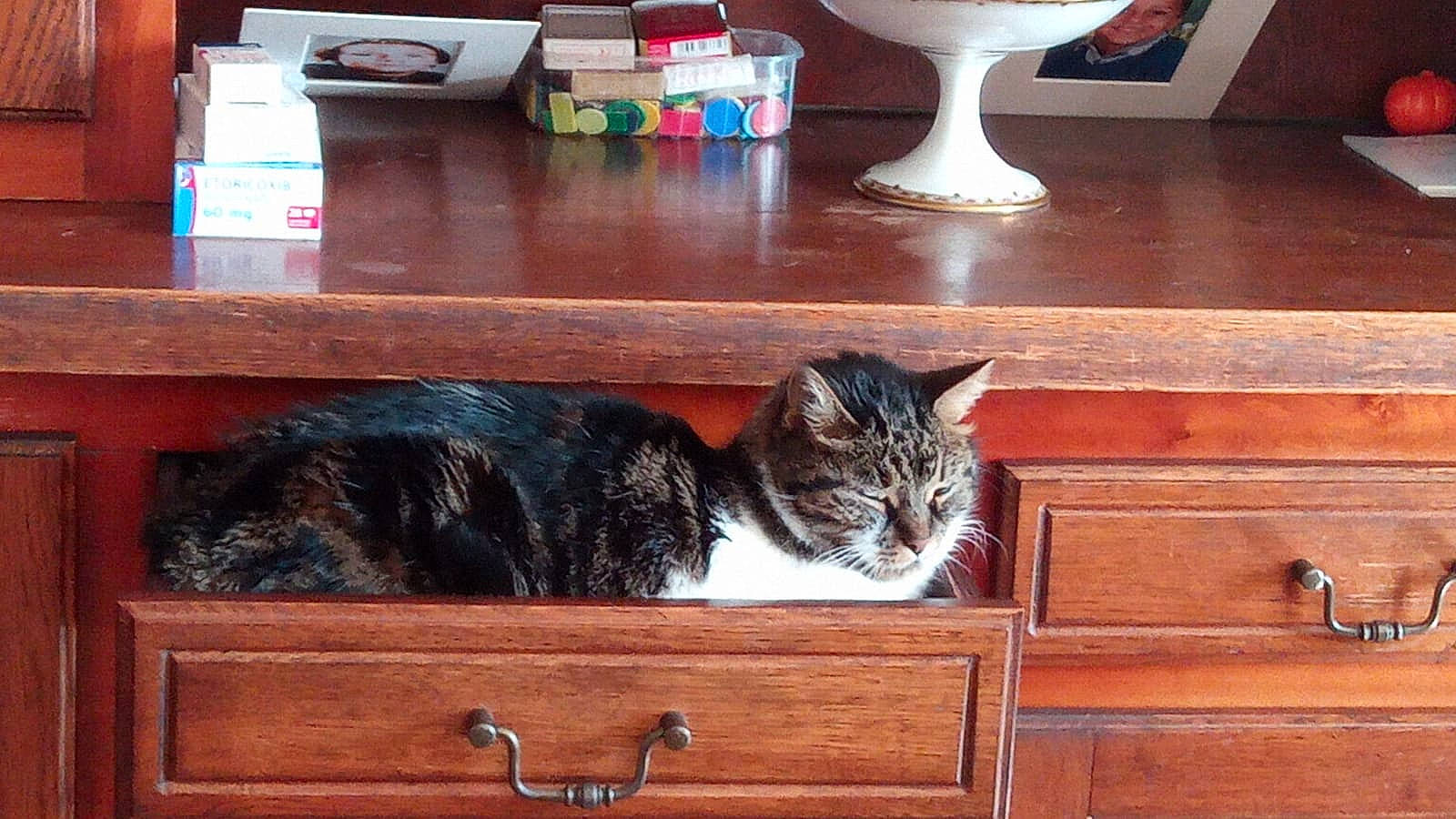 Nina participe au concours pour gagner de l'argent avec cette photo : carnivore, cat, comfort, felidae, floor, flooring, furniture, hardwood, interior_design, room, shelf, shelving, small_to_medium_sized_cats, table, tail, varnish, whiskers, window, wood, wood_stain