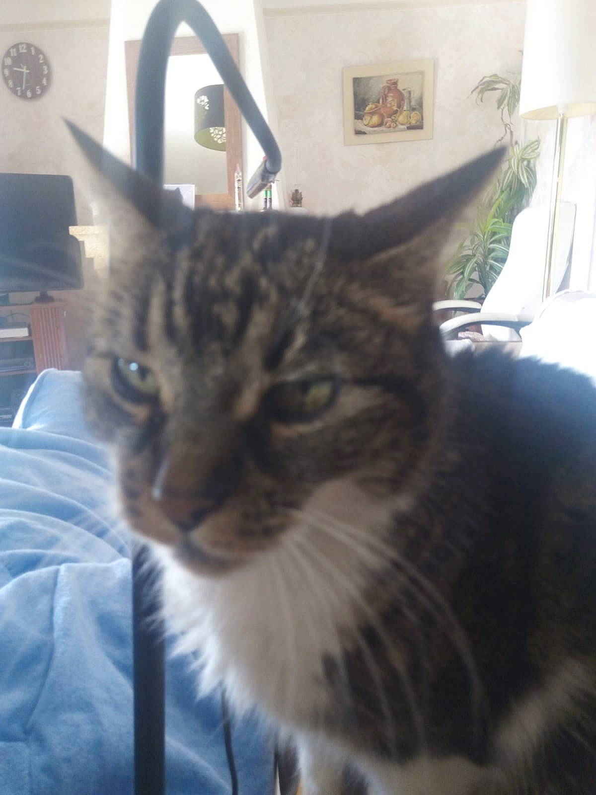 Nina a rejoint le concours — aidez-le/la à gagner de superbes lots ! carnivore, cat, comfort, curtain, domestic_short_haired_cat, door, eye, felidae, fur, picture_frame, small_to_medium_sized_cats, snout, whiskers, window