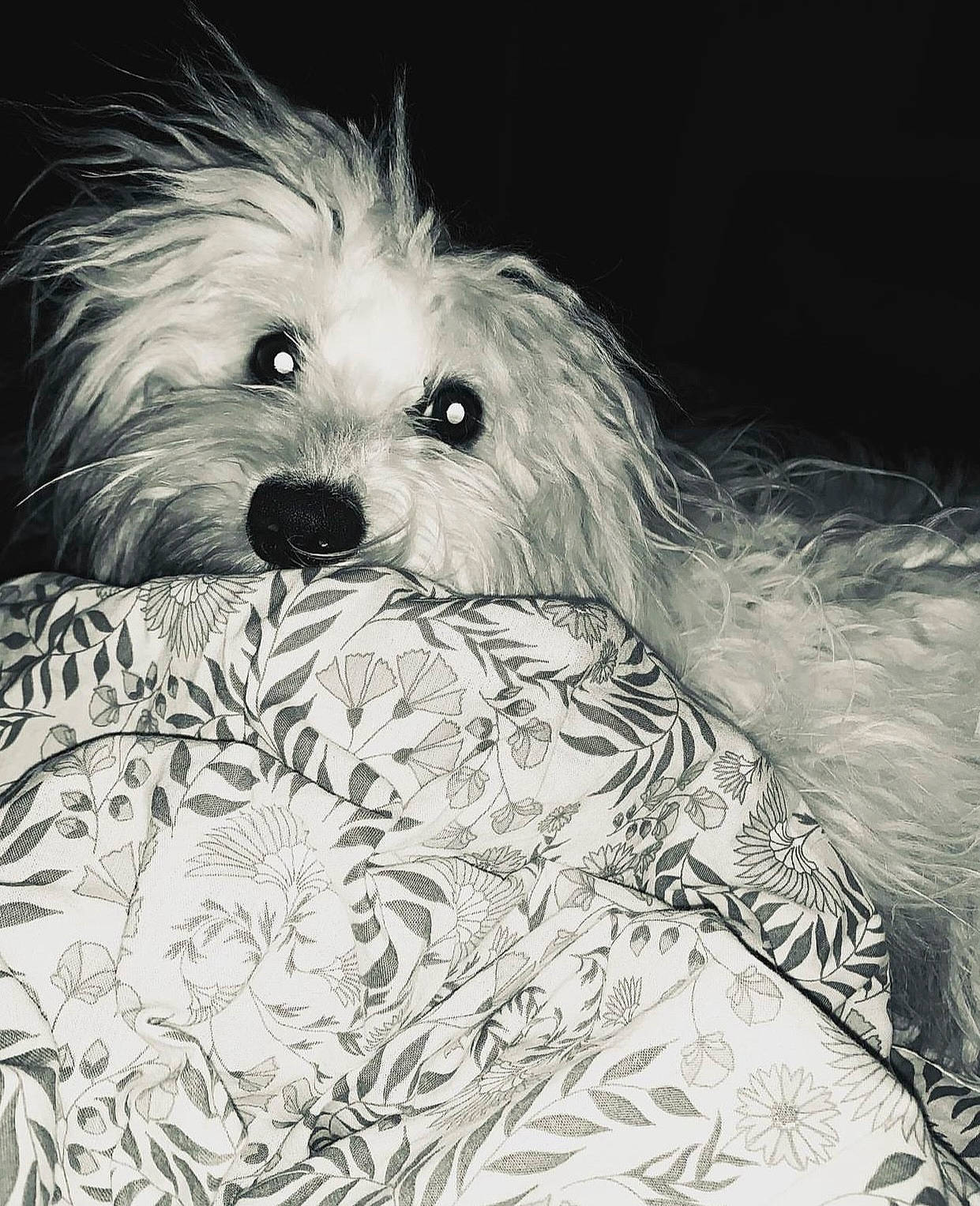 Sunny participe au concours pour gagner de l'argent avec cette photo : black_and_white, canidae, carnivore, companion_dog, dog, dog_breed, firefighter, fur, maltepoo, monochrome, monochrome_photography, poodle_crossbreed, puppy, shih_poo, small_terrier, snout, sporting_group, terrier, toy_dog, yorkipoo