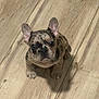 Zeus is registered to the contest to win money with this photo: adorable, big_eyes, brindle, cute, dog, domestic_animal, ears, floor, french_bulldog, hardwood, indoor, looking_up, paws, pet, portrait, puppy, shadow, sitting, wooden_floor, young