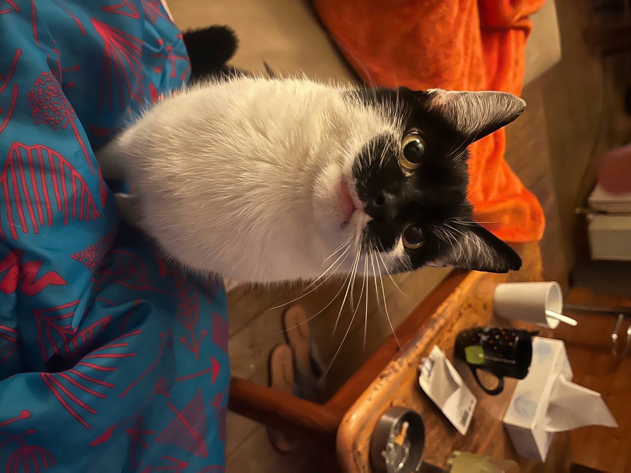 Attila a rejoint le concours — aidez-le/la à gagner de superbes lots ! bombay, carnivore, cat, claw, comfort, domestic_short_haired_cat, felidae, fur, guitar, siamese, small_to_medium_sized_cats, tail, thai, whiskers