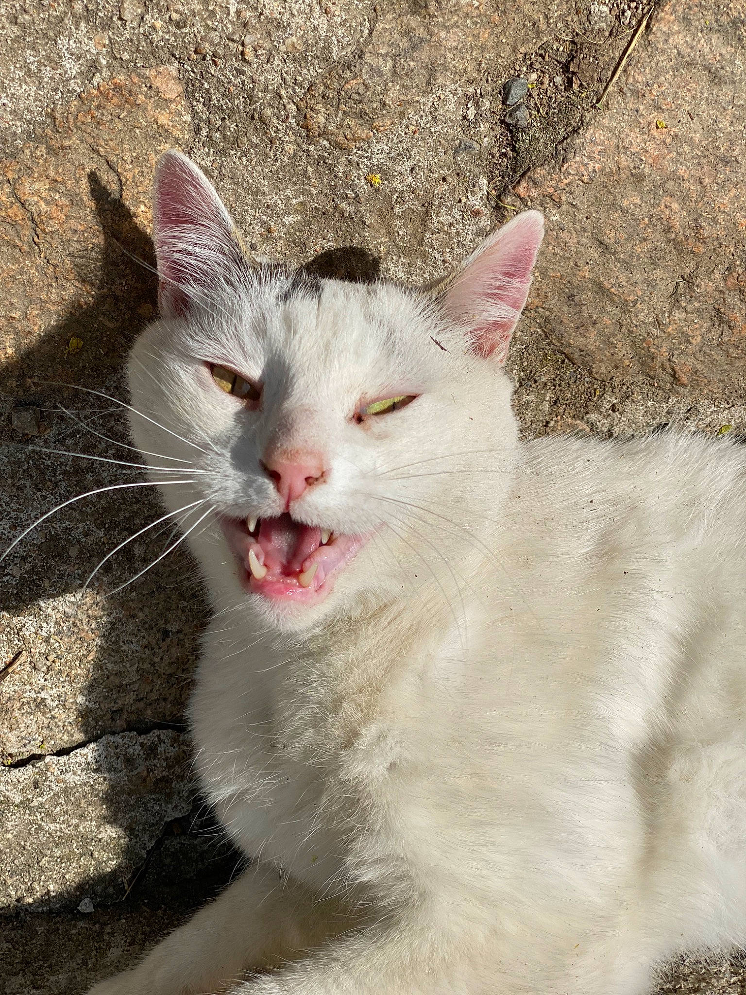 Flèche participe au concours pour gagner de l'argent avec cette photo : aegean_cat, arabian_mau, carnivore, cat, domestic_short_haired_cat, european_shorthair, eye, facial_expression, felidae, fur, german_rex, mammal, nose, small_to_medium_sized_cats, snout, turkish_van, whiskers