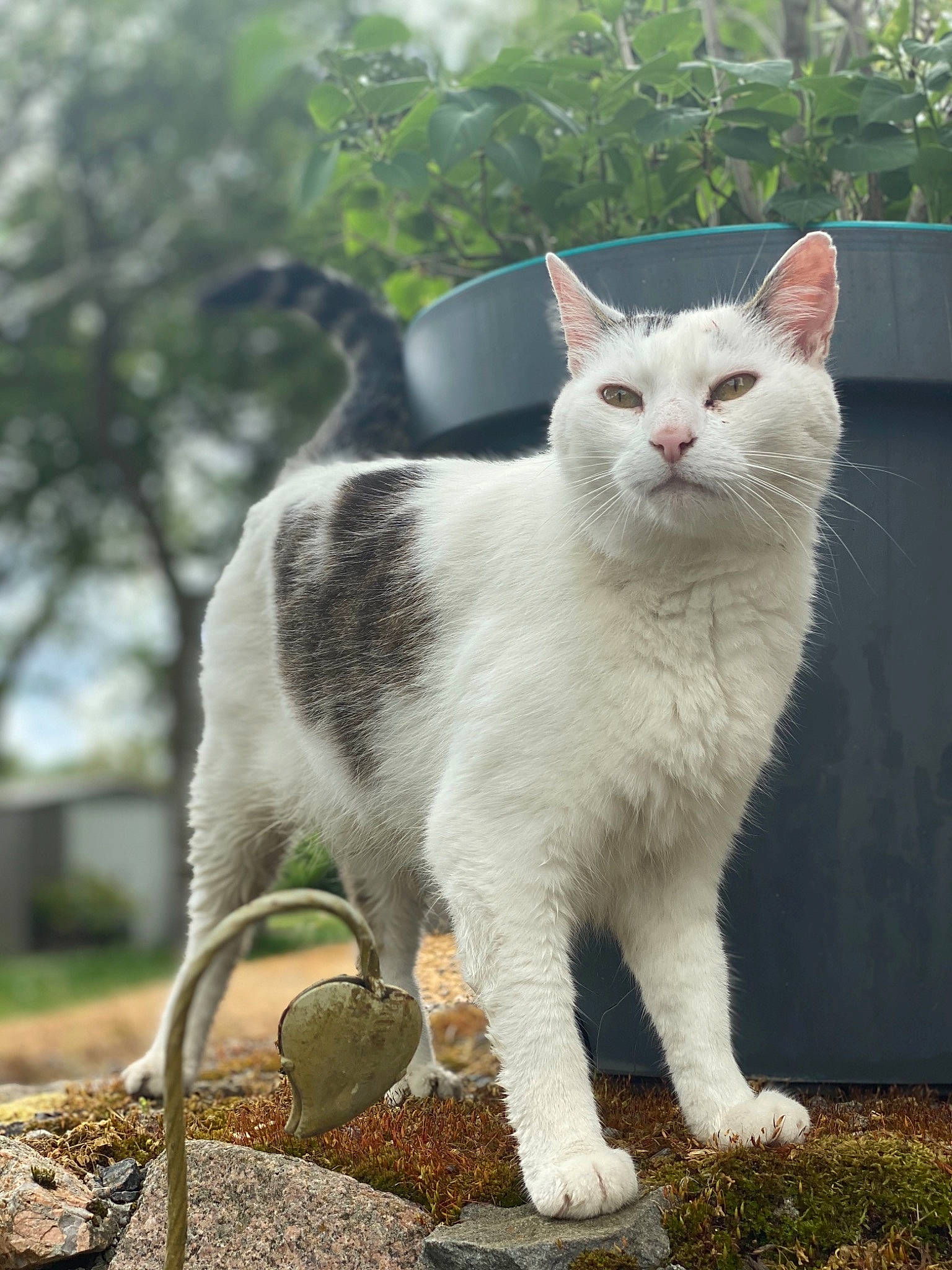 Flèche a rejoint le concours — aidez-le/la à gagner de superbes lots ! aegean_cat, american_wirehair, british_shorthair, carnivore, cat, domestic_short_haired_cat, felidae, japanese_bobtail, mammal, small_to_medium_sized_cats, tail, vertebrate, whiskers