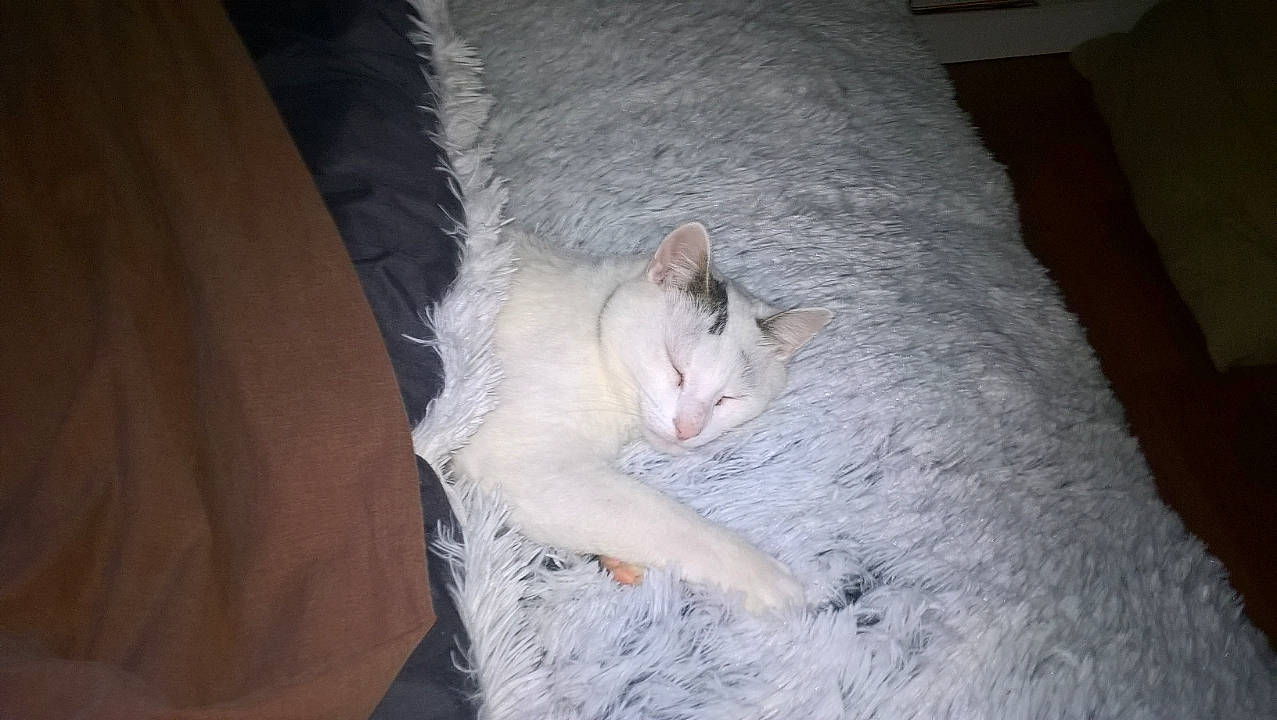 Flèche participe au concours pour gagner de l'argent avec cette photo : aegean_cat, burmilla, carnivore, cat, colorpoint_shorthair, domestic_short_haired_cat, european_shorthair, fawn, felidae, fur, khao_manee, kitten, ojos_azules, small_to_medium_sized_cats, tail, turkish_angora, turkish_van, whiskers