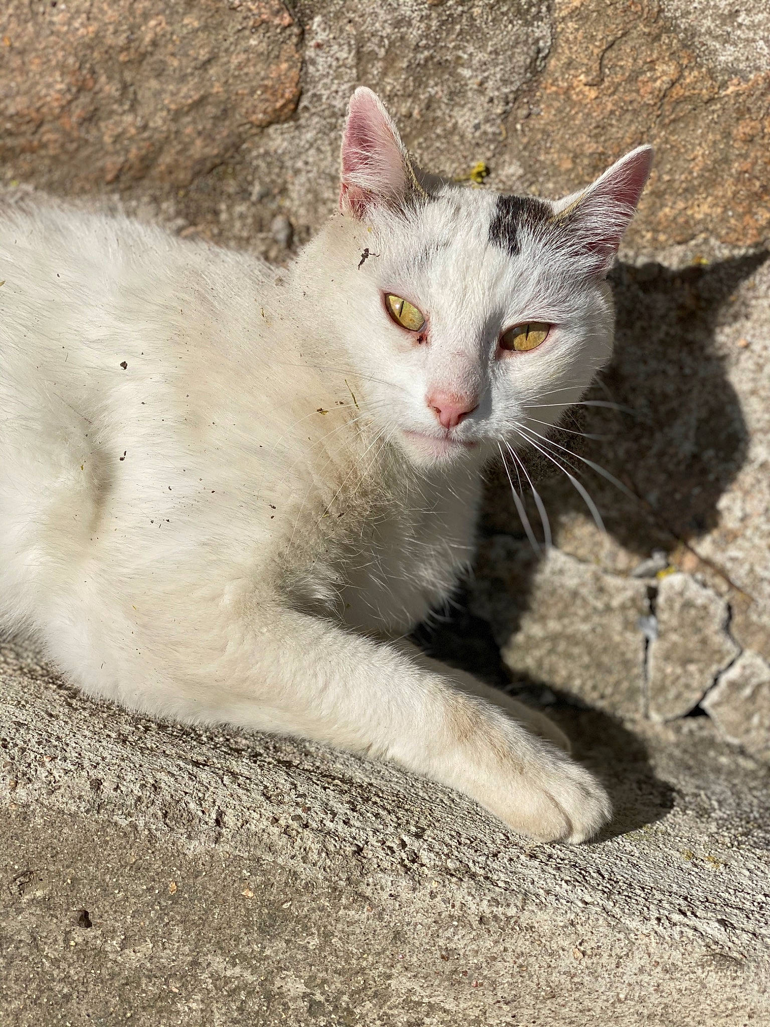 Flèche participe au concours pour gagner de l'argent avec cette photo : aegean_cat, arabian_mau, asian, burmilla, carnivore, cat, domestic_short_haired_cat, european_shorthair, eye, fawn, felidae, ojos_azules, sand, small_to_medium_sized_cats, snout, turkish_angora, turkish_van, whiskers