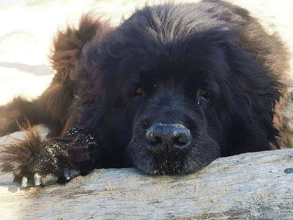 Jack participe au concours pour gagner de l'argent avec cette photo : ancient_dog_breeds, canidae, carnivore, companion_dog, dog, dog_breed, estrela_mountain_dog, fur, gaddi_kutta, snout, sporting_group, terrestrial_animal, tibetan_mastiff, working_animal