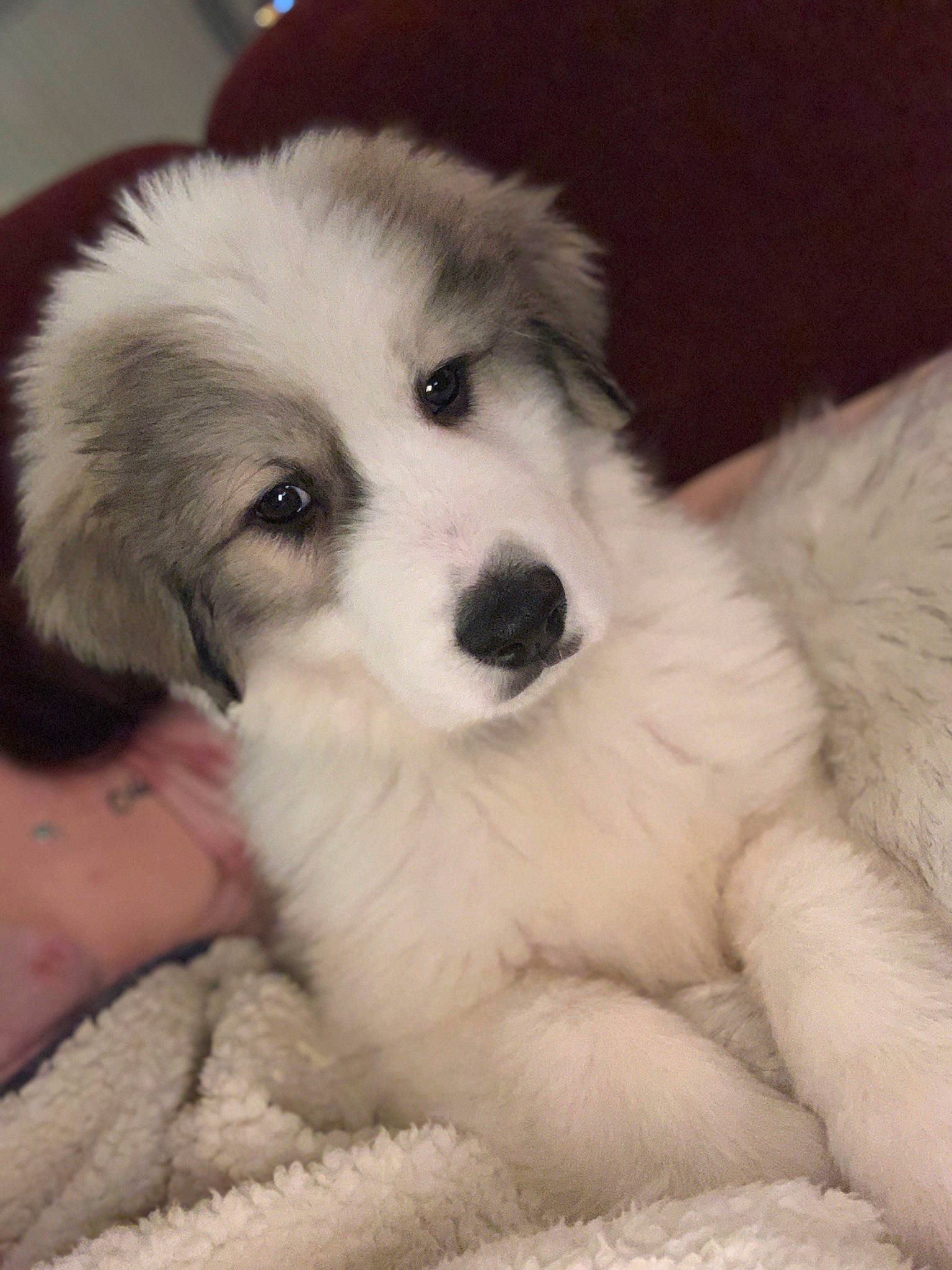 Diesel is registered to the contest to win money with this photo: bored, canidae, carnivore, companion_dog, dog, dog_breed, fur, kuvasz, livestock_guardian_dog, mucuchies, polish_tatra_sheepdog, puppy, small_greek_domestic_dog, snout, sporting_group, terrestrial_animal, whiskers, working_animal, working_dog