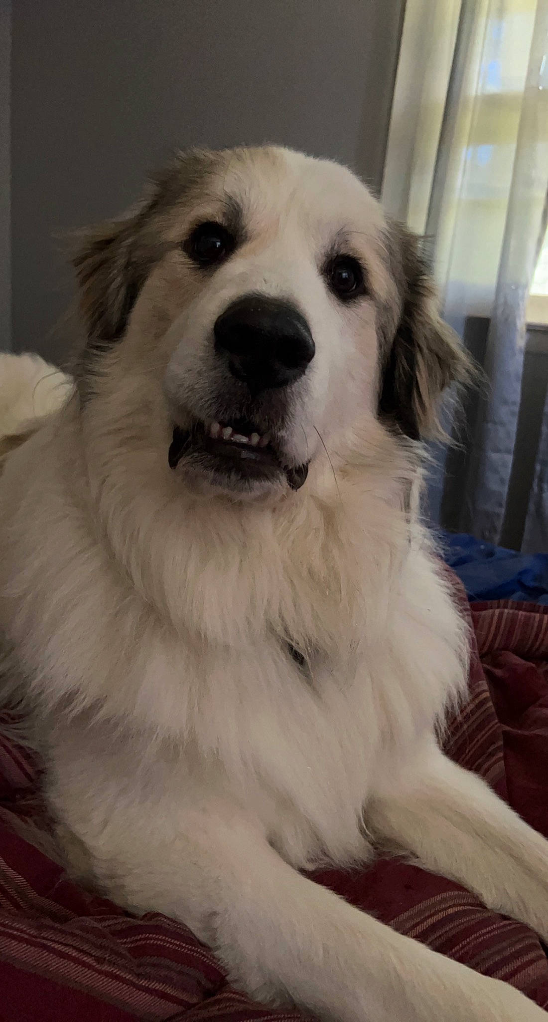 Diesel is registered to the contest to win money with this photo: ancient_dog_breeds, canidae, carnivore, companion_dog, dog, dog_breed, fur, polish_tatra_sheepdog, puppy, small_greek_domestic_dog, snout, sporting_group, whiskers, working_dog