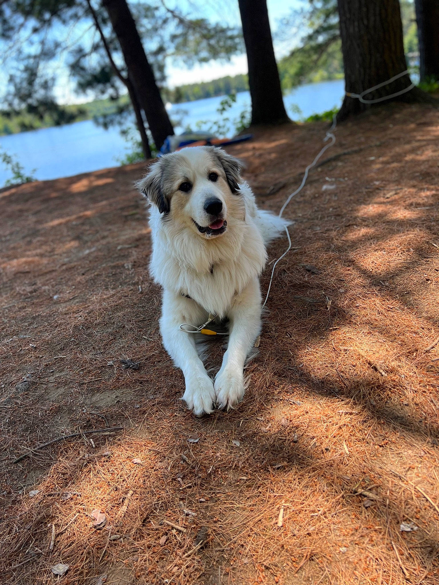 Diesel is registered to the contest to win money with this photo: canidae, carnivore, companion_dog, dog, dog_breed, fawn, forest, fur, grass, plant, sky, snout, soil, sporting_group, tail, tree, trunk, wildlife, wood, working_animal