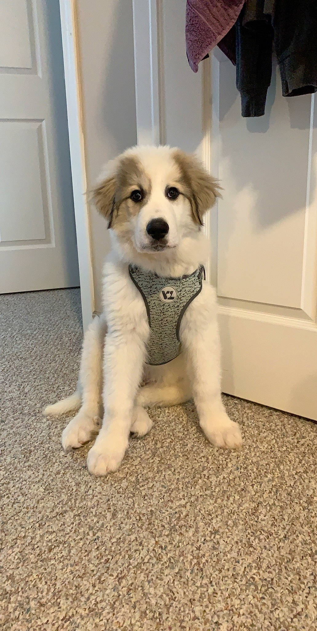 Diesel is registered to the contest to win money with this photo: canidae, carnivore, companion_dog, dog, dog_breed, dog_supply, door, fawn, flooring, foot, fur, paw, puppy, snout, sporting_group, street_dog, tail, toy_dog, whiskers, working_animal