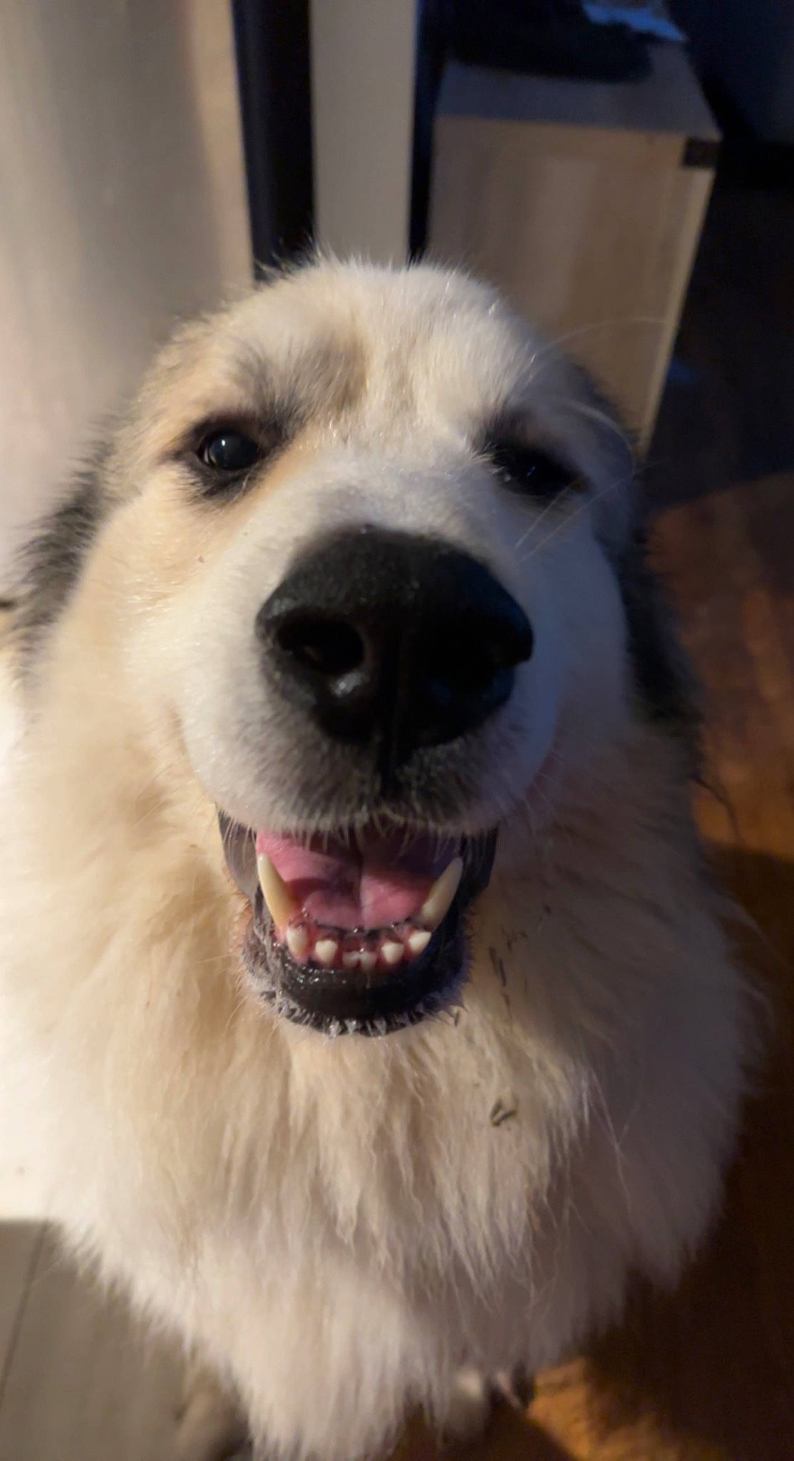 Diesel joined the competition — help win amazing prizes! canidae, carnivore, companion_dog, dog, dog_breed, eye, fang, fur, great_pyrenees, jaw, kuvasz, livestock_guardian_dog, polish_tatra_sheepdog, shout, snout, sporting_group, terrestrial_animal, whiskers, working_animal, working_dog