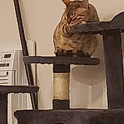 Sheba is registered to the contest to win money with this photo: cat, sleeping, cat_tree, indoor, furniture, pet, resting, animal, spotted, brown, black, beige, vertical, multi_level, platform, scratching_post, cozy, quiet, home, relaxed