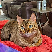 Sheba joined the competition — help win amazing prizes! animal, blanket, blue_eyes, cat, closeup, couch, domestic_cat, ears, feline, fur, furniture, indoor, living_room, nose, paws, pet, red_blanket, relaxed, tabby_cat, whiskers