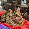 animal, blanket, blue_eyes, cat, closeup, couch, domestic_cat, ears, feline, fur, furniture, indoor, living_room, nose, paws, pet, red_blanket, relaxed, tabby_cat, whiskers