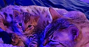 Sheba joined the competition — help win amazing prizes! adult_cat, animal, bedroom, blanket, blue_light, cat, comfort, cozy, cute, feline, fur, indoor, kitten, pets, relaxing, resting, sleeping, snuggling, striped, warm