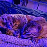 Sheba joined the competition — help win amazing prizes! cat, kitten, adult_cat, sleeping, resting, cozy, blanket, indoor, bedroom, feline, pets, animal, cute, fur, striped, comfort, warm, blue_light, snuggling, relaxing