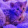 Sheba is registered to the contest to win money with this photo: kitten, cat, animal, pet, fur, spotted, blanket, cozy, cute, small, young, mammal, indoor, purple_light, fluffy, whiskers, ears, mouth_open, resting, closeup