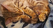 Sheba joined the competition — help win amazing prizes! cat, kitten, sleeping, cuddling, animal, pet, feline, fur, cozy, blanket, resting, cute, domestic_cat, whiskers, ears, paw, closeup, soft, warm, nap