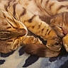 cat, kitten, sleeping, cuddling, animal, pet, feline, fur, cozy, blanket, resting, cute, domestic_cat, whiskers, ears, paw, closeup, soft, warm, nap