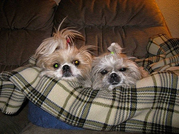 Jinny And Ting is registered to the contest to win money with this photo: canidae, carnivore, chinese_imperial_dog, companion_dog, dog, dog_breed, fawn, fur, lhasa_apso, mammal, morkie, non_sporting_group, pekapoo, puppy, rare_breed_dog, shih_tzu, snout, sporting_group, toy_dog, vertebrate