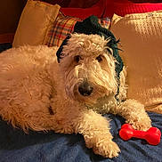 Willow is registered to the contest to win money with this photo: animal, bed, blue_bedspread, companion, cozy, curly_fur, cute, dog, fur, home, indoor, knitted_hat, pet, pillows, plaid_pillow, red_pillow, relaxed, resting, toy_bone, white_dog