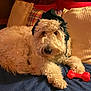 animal, bed, blue_bedspread, companion, cozy, curly_fur, cute, dog, fur, home, indoor, knitted_hat, pet, pillows, plaid_pillow, red_pillow, relaxed, resting, toy_bone, white_dog