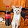 Coca