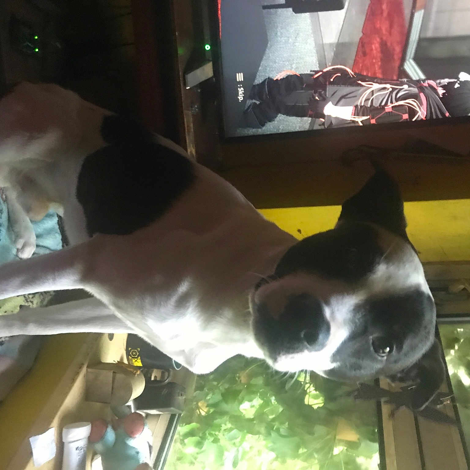 Wally is registered to the contest to win money with this photo: art, carnivore, chest, couch, display_device, dog, dog_breed, fawn, fun, glass, jaw, mammal, metal, sculpture, sporting_group, television, television_set, vertebrate, window, working_animal