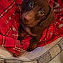 dog, puppy, dachshund, brown_dog, plaid_blanket, red_blanket, pet_bed, stuffed_toy, orange_toy, indoor, cozy, looking_up, big_eyes, nose, fur, paws, portrait, cute, domestic_animal, home