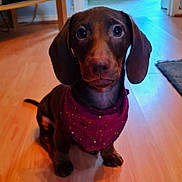 Rocky joined the competition — help win amazing prizes! dog, dachshund, puppy, bandana, indoor, hardwood_floor, sitting, looking_up, big_eyes, floppy_ears, brown_coat, pet, portrait, closeup, paws, nose, adorable, domestic_animal, rug, home_interior