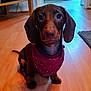 dog, dachshund, puppy, bandana, indoor, hardwood_floor, sitting, looking_up, big_eyes, floppy_ears, brown_coat, pet, portrait, closeup, paws, nose, adorable, domestic_animal, rug, home_interior