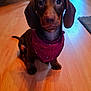 dog, dachshund, puppy, bandana, brown_coat, big_eyes, long_ears, sitting, indoor, hardwood_floor, floor, portrait, pet, cute, looking_up, front_paws, shadow, nose, whiskers, canine