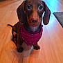 dog, dachshund, puppy, brown_coat, bandana, pet, indoor, hardwood_floor, looking_up, sitting, cute, big_eyes, floppy_ears, paws, nose, portrait, home, adorable, small_dog, floor_rug
