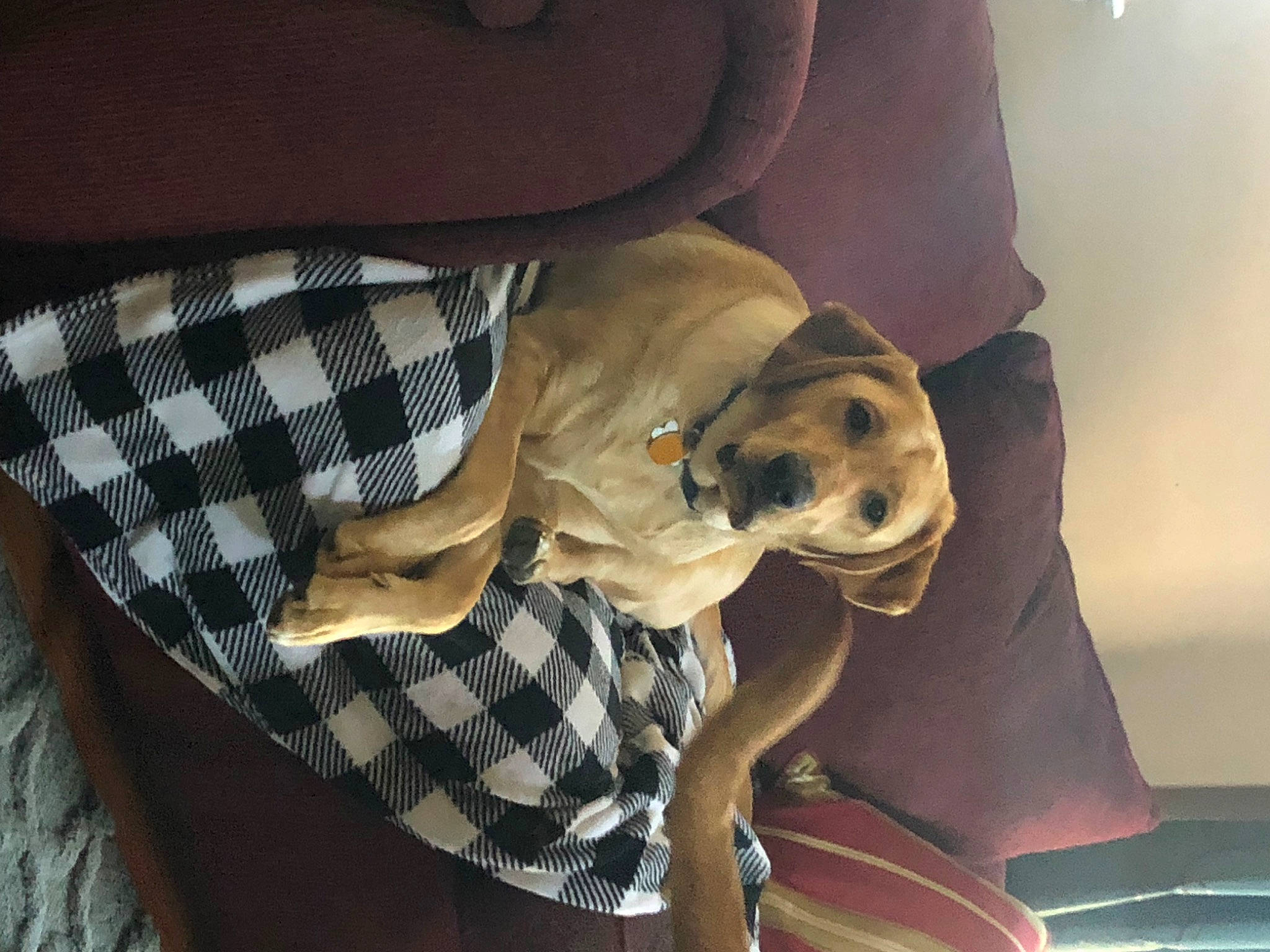 Gunner joined the competition — help win amazing prizes! canidae, car_seat, carnivore, comfort, companion_dog, dog, dog_breed, elbow, fawn, fur, human_leg, knee, linens, pattern, plaid, sitting, sleeve, sporting_group, tartan, thigh