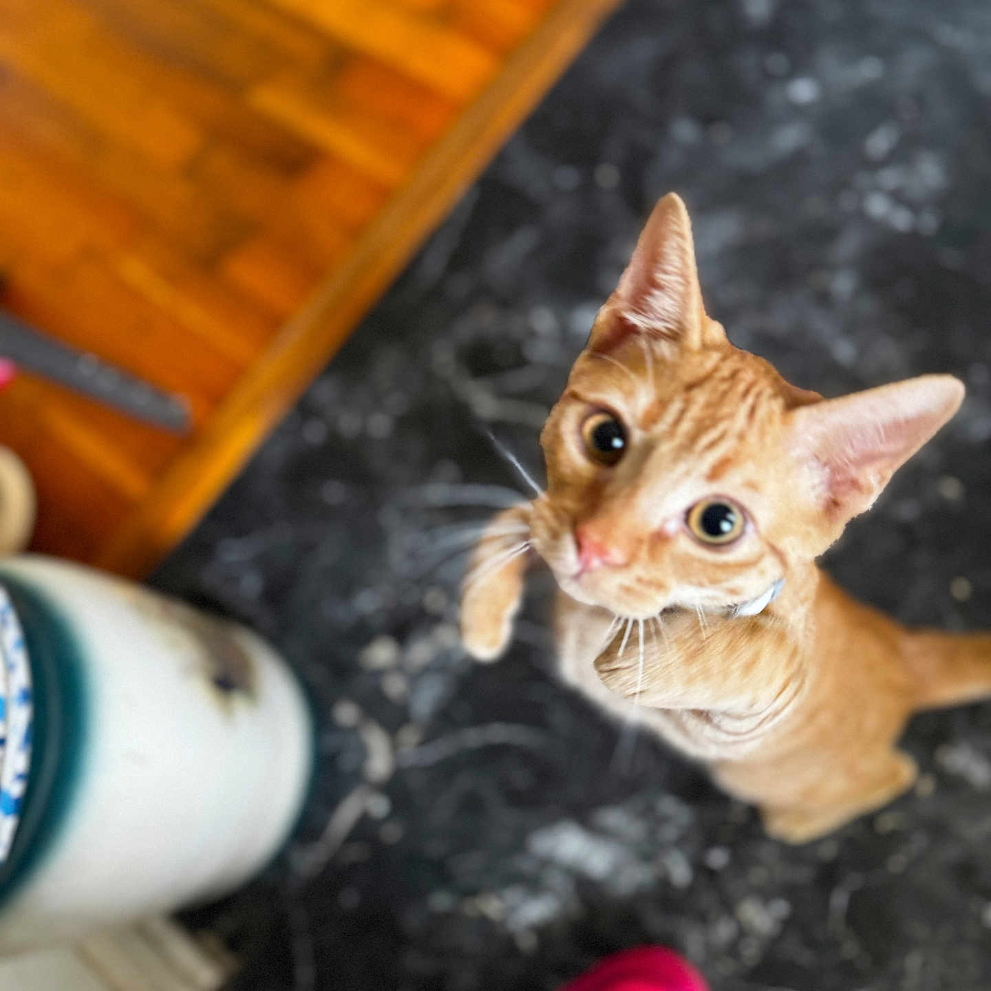Piper is registered to the contest to win money with this photo: animal, cat, ceramic_pot, close_up, curious, domestic_cat, ears, feline, floor, footwear, household, indoor, looking_up, marbled_floor, orange_tabby, pet, pink_shoe, playful, whiskers, wide_eyes