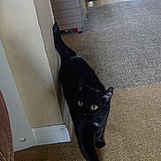 Snipes joined the competition — help win amazing prizes! baseboard, black_cat, carpet, cat, curious, domestic_animal, doorway, eyes, floor, furniture, hallway, indoor, motion_blur, pet, rug, stretching, tail, walking, wall, whiskers