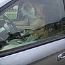 animal_in_car, calm, canine, car, daytime, dog, domestic_animal, house, leash, outdoor, parked_car, pet, reflection, resting, seat, side_view, steering_wheel, tree, vehicle, window