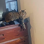 Zina is registered to the contest to win money with this photo: animal, blinds, cat, dresser, fluffy, furniture, game_console, green_eyes, home, indoor, long_hair, lounging, pet, portrait, sitting, sunlight, tabby_cat, video_game_controller, window, wood