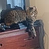Zina joined the competition — help win amazing prizes! animal, cat, ears, electronics, eyes, face, fluffy, furniture, gaming_console, indoors, living_room, long_hair, lounging, paws, pet, sitting, tabby, whiskers, window, wooden_cabinet