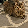Zina is registered to the contest to win money with this photo: animal, bed, bedroom, bedspread, brown_fur, cat, cozy, ears, fluffy, furry, green_eyes, indoors, lying_down, nighttime, paws, pet, resting, striped_fur, tabby_cat, whiskers
