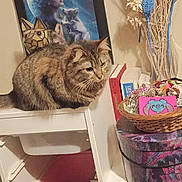Zina is registered to the contest to win money with this photo: cat, tabby_cat, pet, indoor, shelf, basket, books, painting, decoration, wicker_basket, jewelry, box, artwork, furniture, cozy, portrait, whiskers, fur, close_up, tabletop
