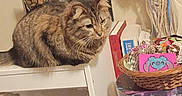 Zina is registered to the contest to win money with this photo: artwork, basket, books, box, cat, close_up, cozy, decoration, fur, furniture, indoor, jewelry, painting, pet, portrait, shelf, tabby_cat, tabletop, whiskers, wicker_basket