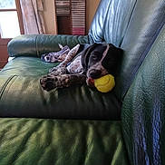Atlas participe au concours pour gagner de l'argent avec cette photo : dog, puppy, tennis_ball, green_couch, leather, indoor, relaxing, pet, animal, living_room, window, curtains, wooden_shelf, stacked_items, fur, black_and_white, resting, playful, domestic, comfort
