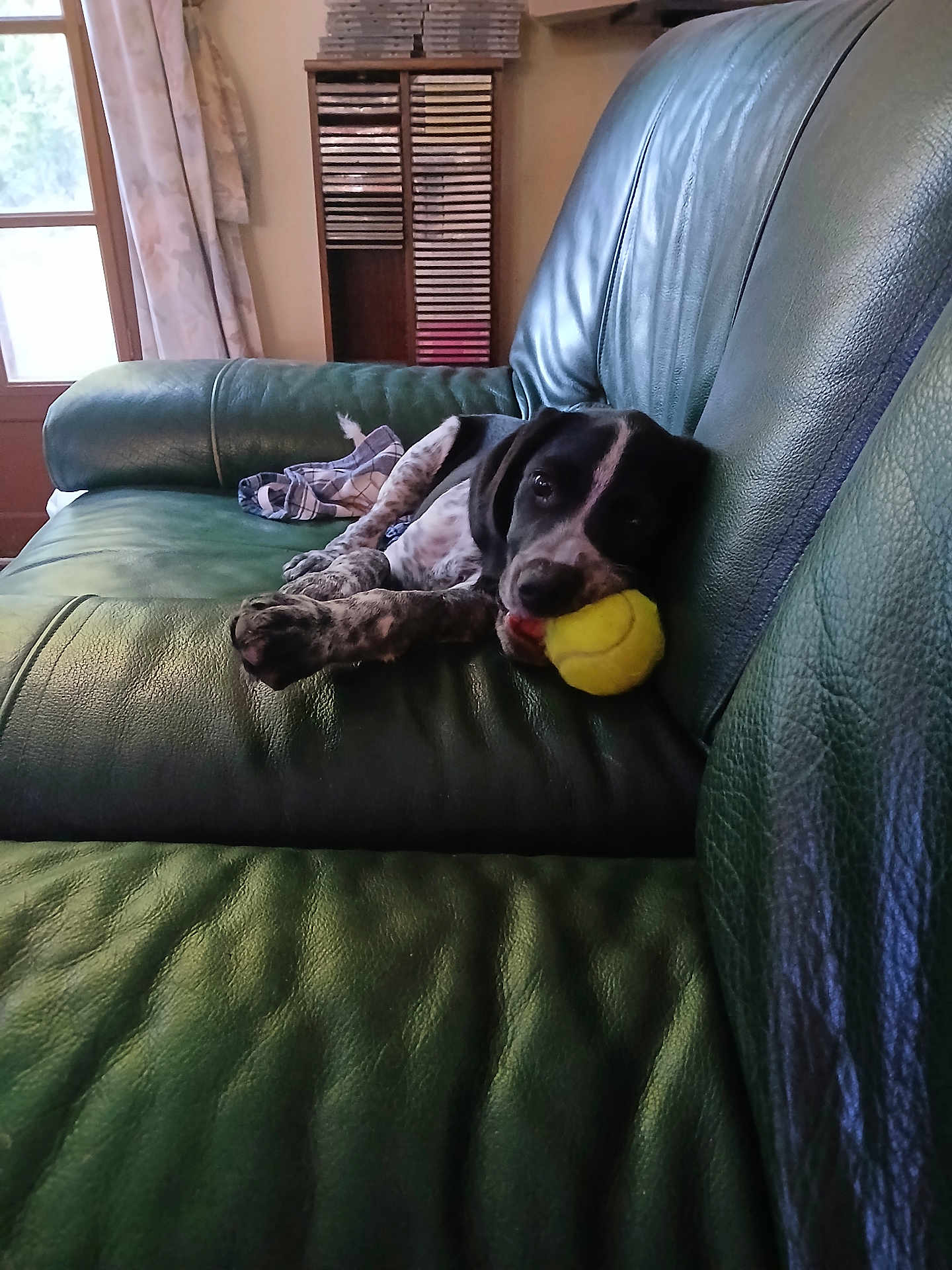 Atlas participe au concours pour gagner de l'argent avec cette photo : dog, puppy, tennis_ball, green_couch, leather, indoor, relaxing, pet, animal, living_room, window, curtains, wooden_shelf, stacked_items, fur, black_and_white, resting, playful, domestic, comfort