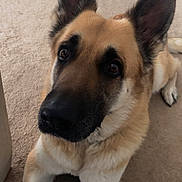 Dakoda joined the competition — help win amazing prizes! dog, german_shepherd, pet, animal, indoor, carpet, close_up, ears, face, fur, cute, looking_up, lying_down, domestic_animal, mammal, canine, friendly, companion, portrait, alert