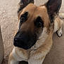 dog, german_shepherd, pet, animal, indoor, carpet, close_up, ears, face, fur, cute, looking_up, lying_down, domestic_animal, mammal, canine, friendly, companion, portrait, alert