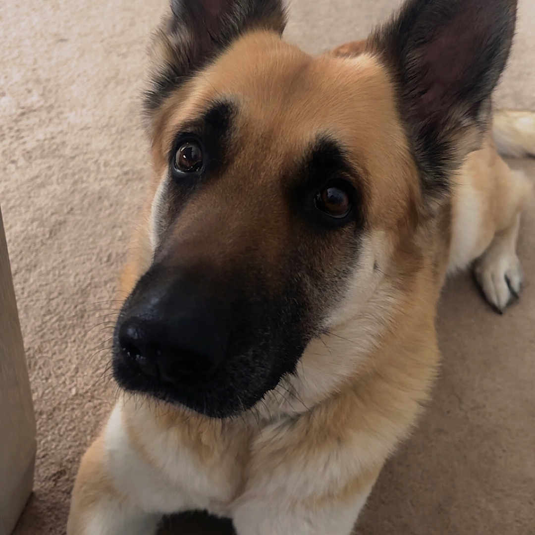Dakoda