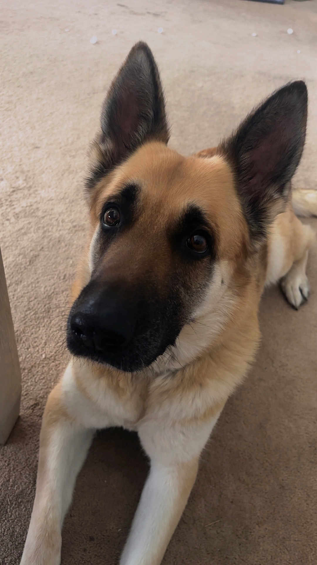 Dakoda