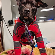 Tank is registered to the contest to win money with this photo: dog, black_dog, sweater, red_sweater, indoor, blanket, leash, pet, animal, cozy, curious, ear_flop, furniture, home, portrait, canine, companion, warm_lighting, close_up, cute