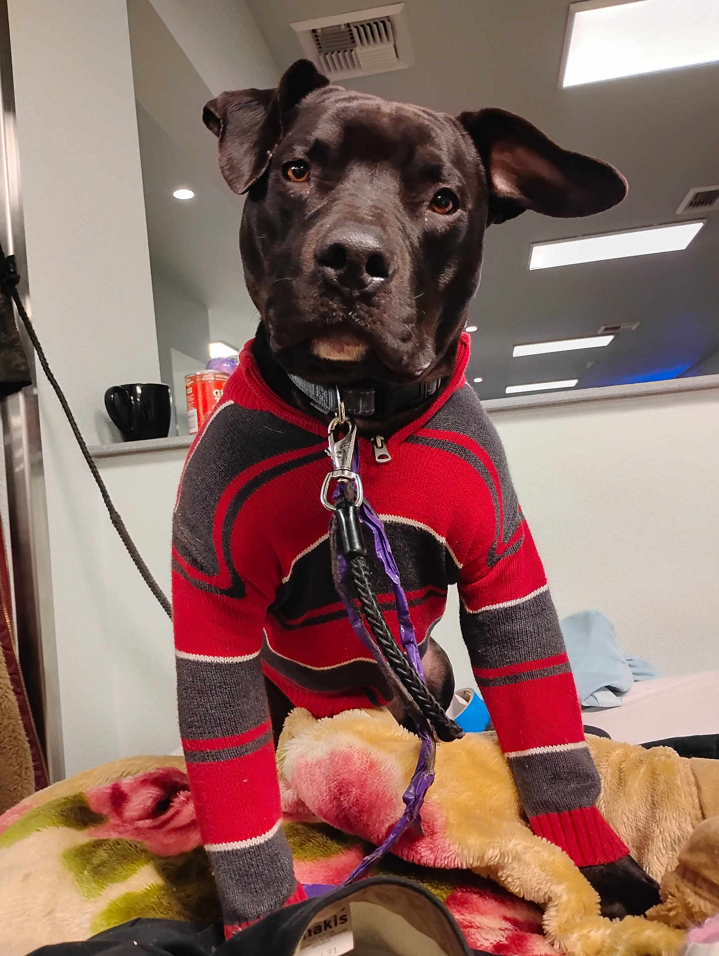 Tank is registered to the contest to win money with this photo: dog, black_dog, sweater, red_sweater, indoor, blanket, leash, pet, animal, cozy, curious, ear_flop, furniture, home, portrait, canine, companion, warm_lighting, close_up, cute